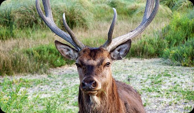 neuquen sport hunting