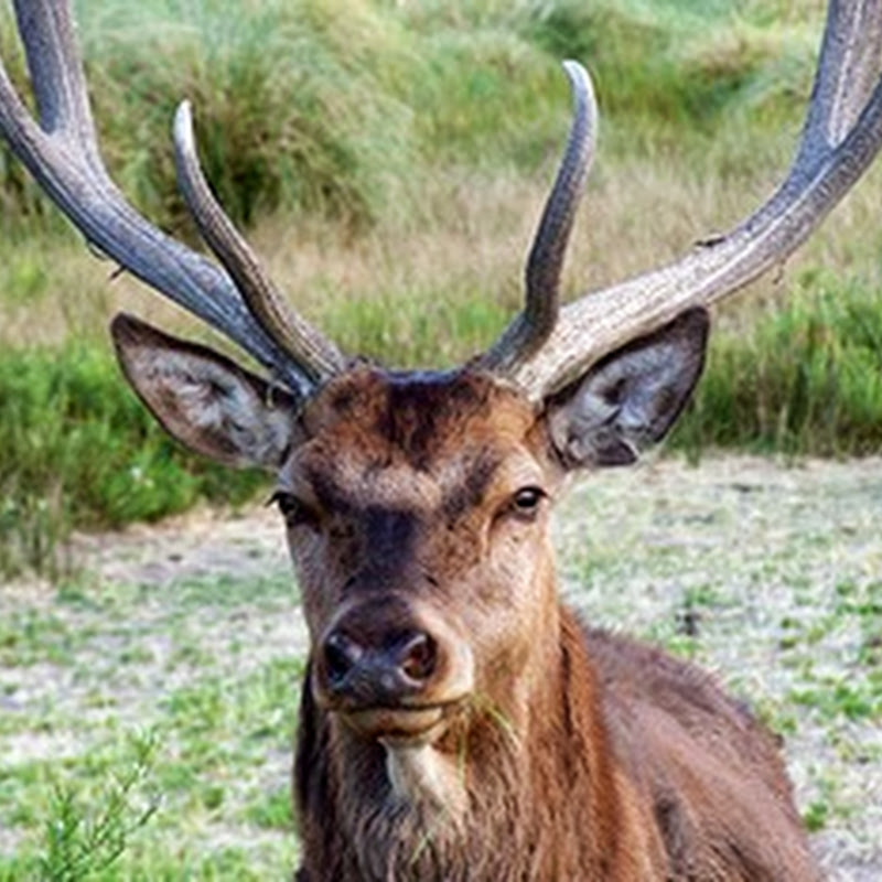 Neuquén is known for the sport hunting of deer and wild boar.