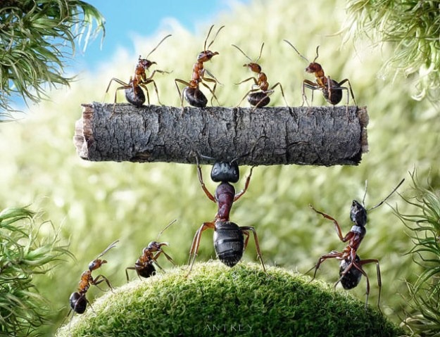 [Life-of-Ants-Andrey-Pavlov-20%255B15%255D.jpg]
