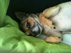 A steam of minnows... (brought to you by Minnow the dog!)