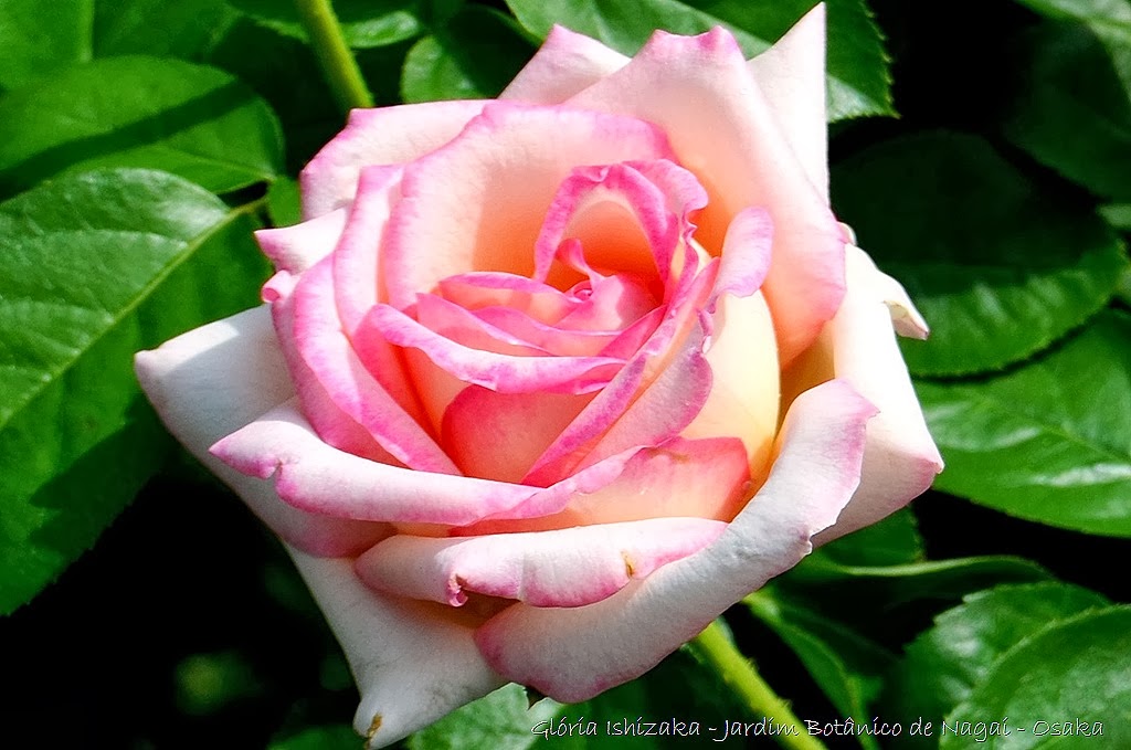 [35%2520-%2520Gl%25C3%25B3ria%2520Ishizaka%2520-%2520Rosas%2520do%2520Jardim%2520Bot%25C3%25A2nico%2520Nagai%2520-%2520Osaka%255B8%255D.jpg]