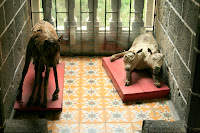 Not really sure what the snake, an umpteen legged and two headed calf have to do with Las Lajas Cathedral, but find them beneath it you will.