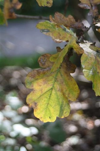 20081009a (1) (Small) 20081009a (1) (Small)