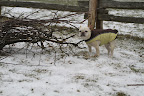 Danny, I suppose all of these pruned branches will be turned into wood chips. Thank you for teaching Chhewang how to prune. I'm going to visit him now. Danny, I suppose all of these pruned branches will be turned into wood chips. Thank you for teaching Chhewang how to prune. I'm going to visit him now.