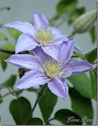Clematis_Silvermoon2_April30