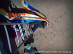 Hanging Buddhist Flags around Ruwanweliseya