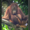 Oranghutan --- Pongo pygmaeus-01.jpg