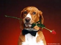 cachorro apaixonado