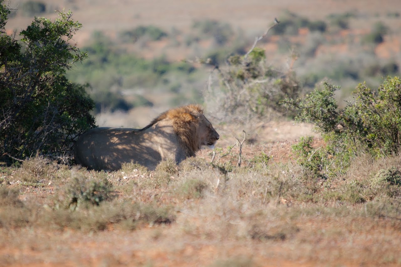Lion at Addo