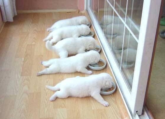 [Pet%252001%255B2%255D.jpg]