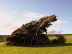 To survive, the trees here bends to the strong wind.