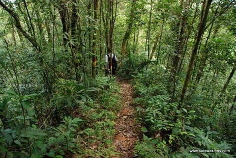 gunung_gading_summit_hike_30