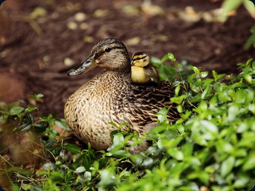 mallard ducks mallard ducks