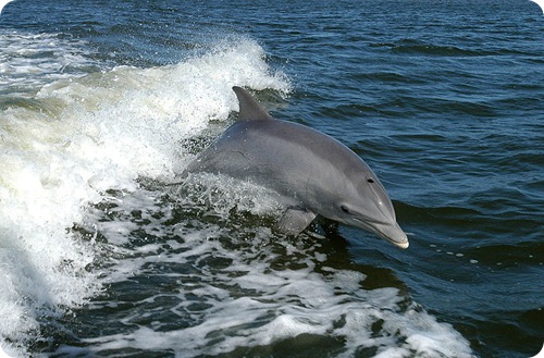 dolphin delfino