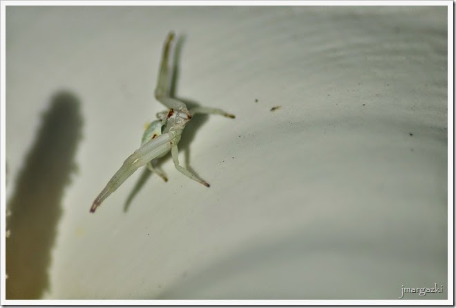 DSC_2372 DSC_2372