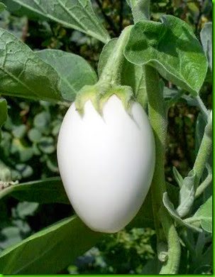 Solanum melongena v ovigerum Solanum melongena v ovigerum