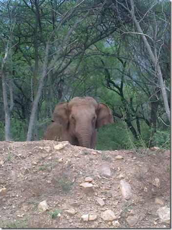 gajah 7