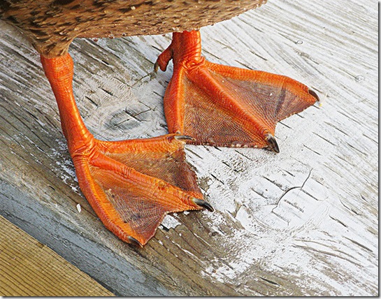 duck-feet-nails-5