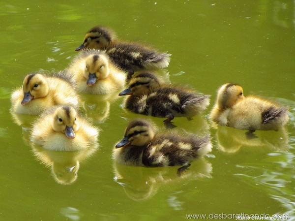 filhotes-patos-fofos-pequenos-desbaratinando (29)