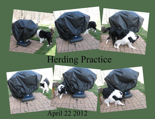 Chance herding chippys April 22 2012