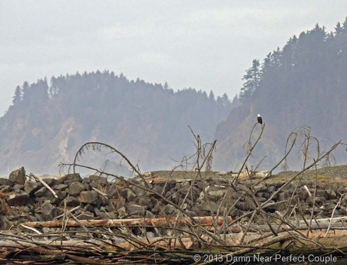 Bald Eagle at La Push Bald Eagle at La Push