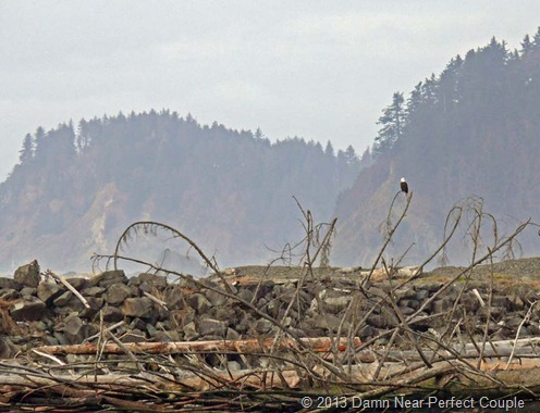 Bald Eagle at La Push