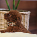 dog612-7.jpg