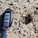 Wolf Spider