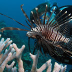Lionfish (Cabilao)