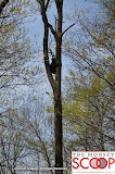 Bear Sighting On Winesap Land In Forshay - DSC_0054.JPG