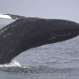 Breaching humpback whale