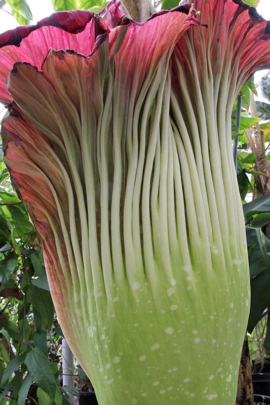 [110625_Amorphophallus-titanum_17%255B3%255D.jpg]