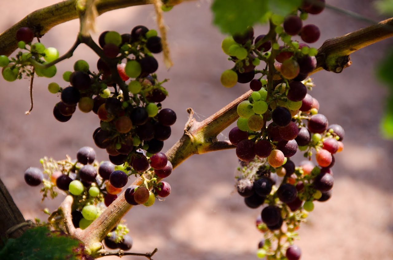 Grapes of Eden Project