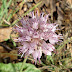 Allium%252520szovitsii%25252c%252520djermadjur%25252c%2525202010.08.17