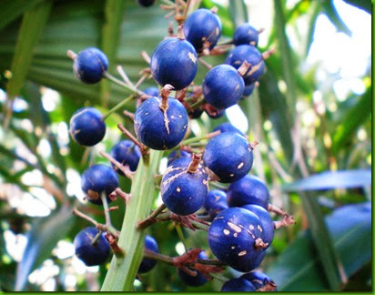 Alpinia caerulea