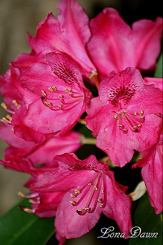 [Rhododendron_NovaZemba_May26%255B8%255D.jpg]