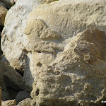 IMG_1204.JPG