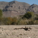 View album