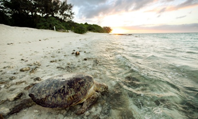 A turtle crawls on the beach at Abbot Point, Australia. The expansion of the coal port at Abbot Point threatens coral, dugongs, turtles, dolphins, and much of the rest of the Great Barrier Reef's profusion of life. Photo: Graeme Robertson