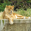 Leones en el Zoo de Madrid Leones en el Zoo de Madrid