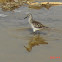 Wood sandpiper