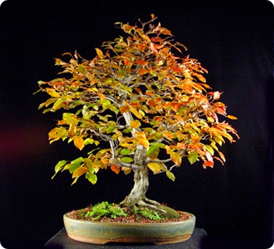 carpinus_caroliniana carpinus_caroliniana