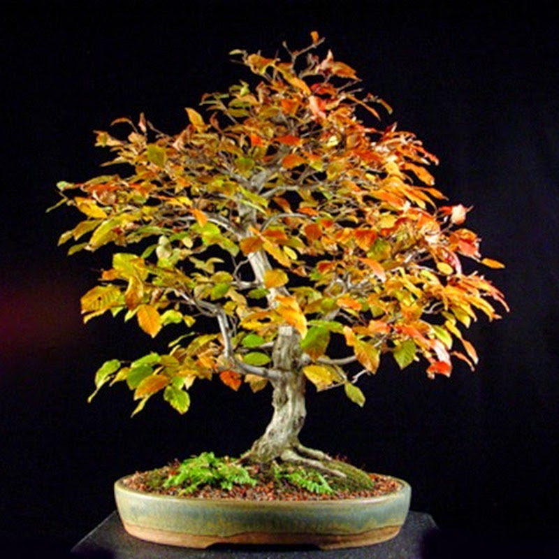 The Art of Bonsai Project: Gallery Hornbeams.