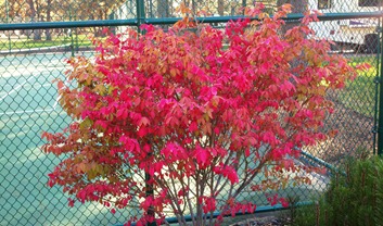 Autumn color in the RV park autumn color in park