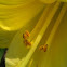 Daylily