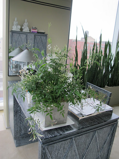 This jasmine plant adds a fresh touch to my desk.
