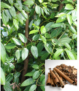 Cinnamomum zeylanicum Cinnamomum zeylanicum