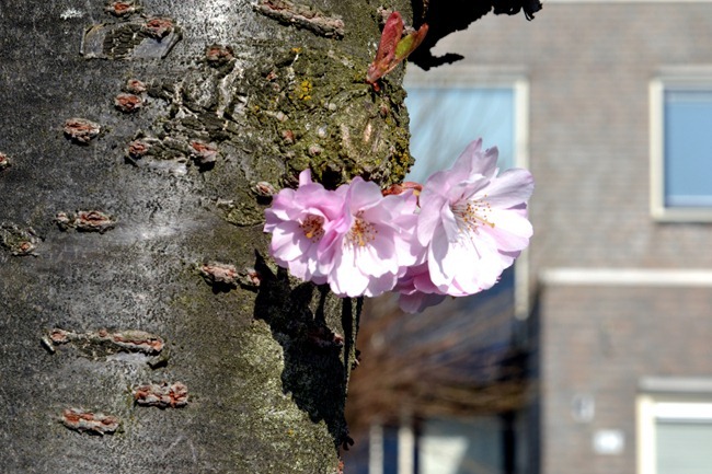 bloesem 3 bewerkt