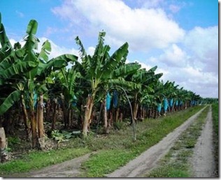 Banana_Plantation