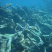  Scuba Dive Buck Island Reef